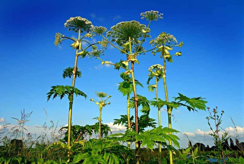 Giant Hogweed an essential plant to know when practicing bushcraft in the UK