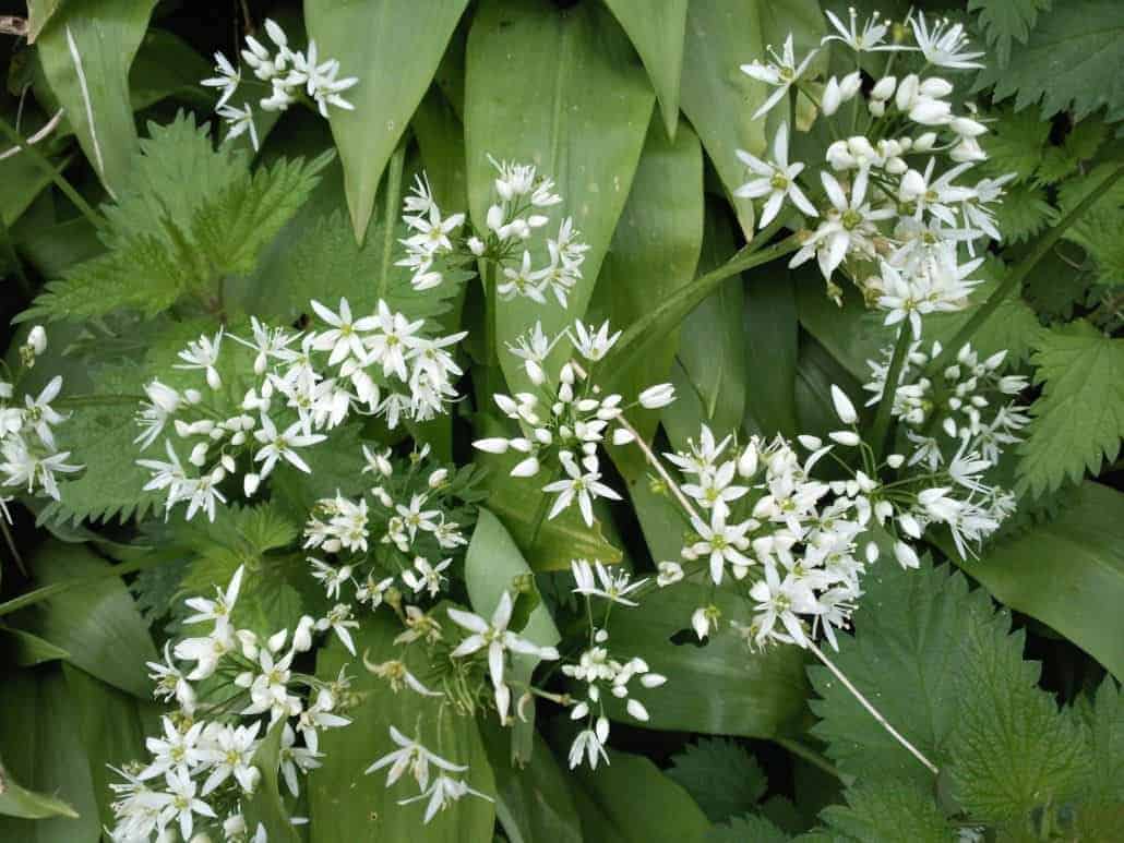 Wild garlic (Ullium ursinum)