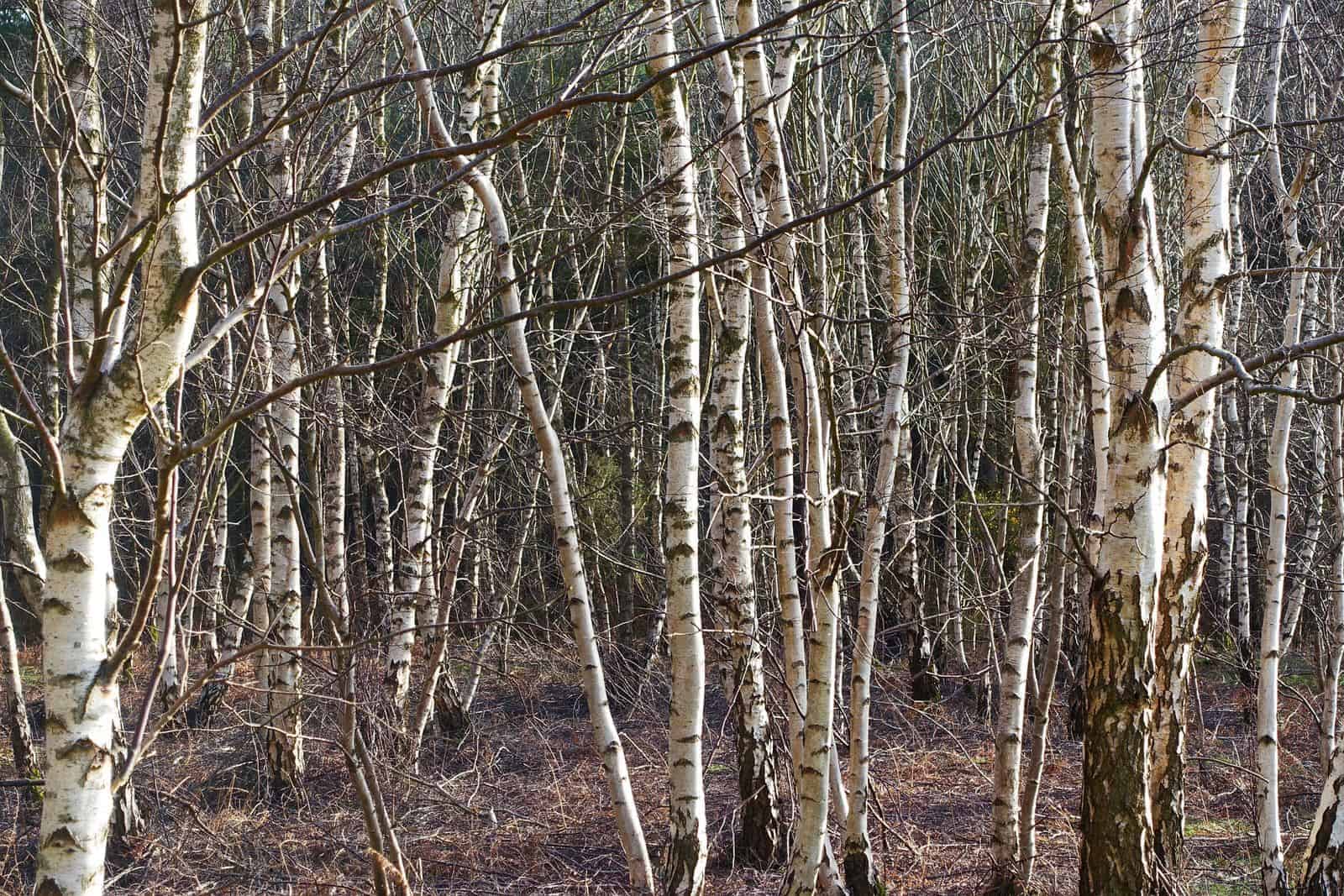 Silver Birch Bark trees