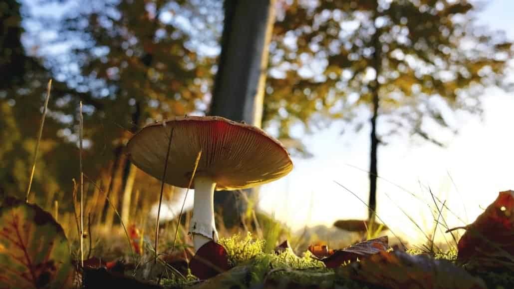 Mushrooms in autumn in the UK woods bushcraft courses in the UK