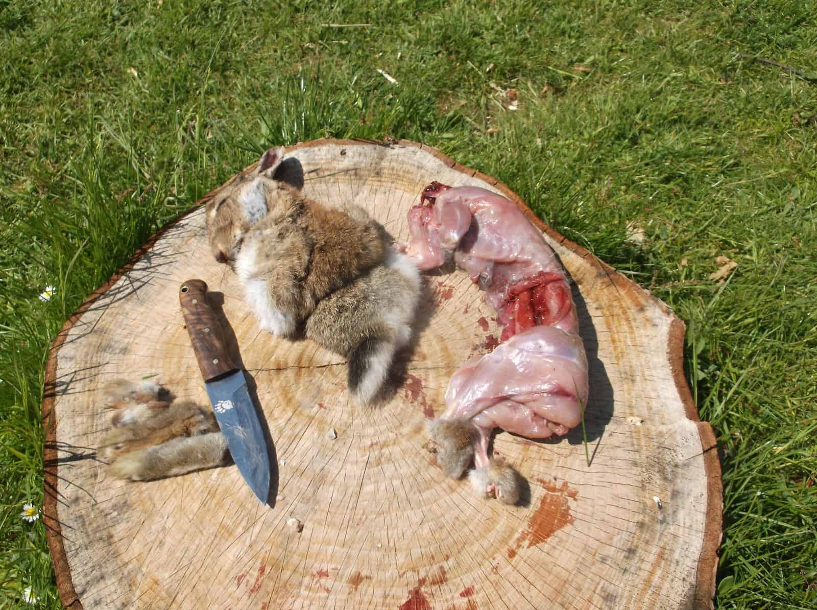 How To Skin And Butcher A Rabbit Dorset Bushcraft Courses for The Incredible as well as Beautiful how to skin a rabbit pertaining to Really encourage