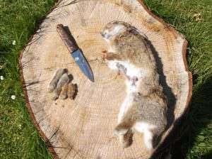 rabbit skinning