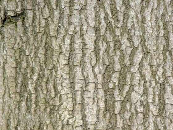 Beech bark how to identify trees in Winter
