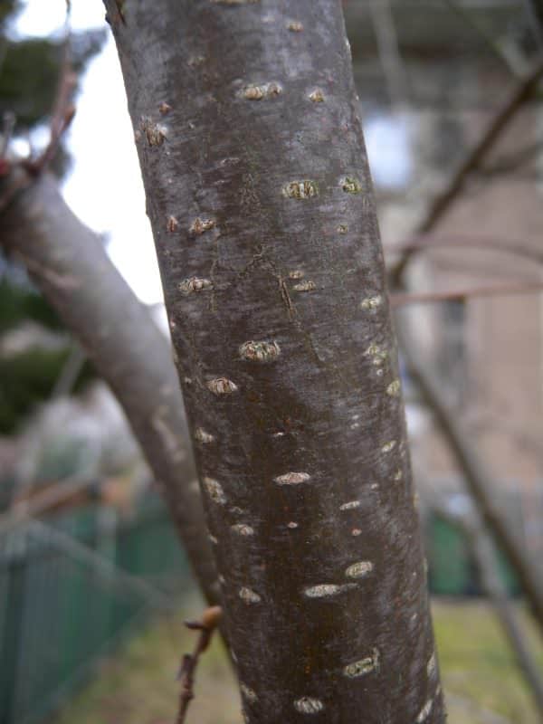 Hazel bark identifying trees in winter
