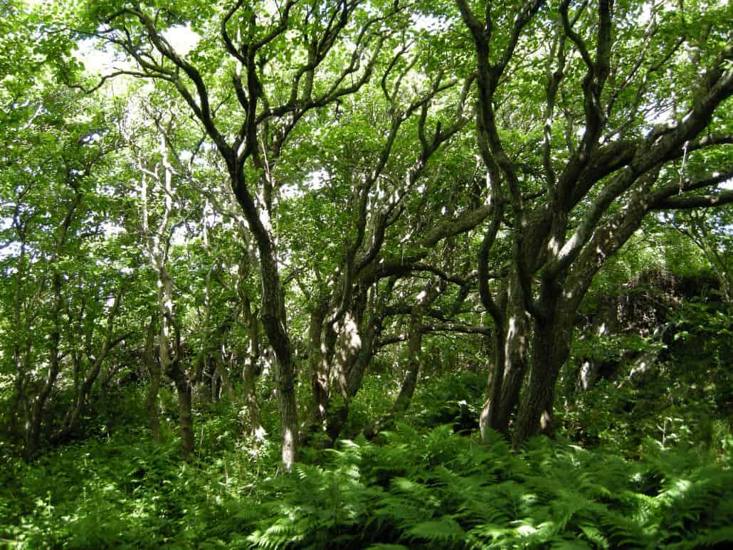 Alder trees for bushcraft