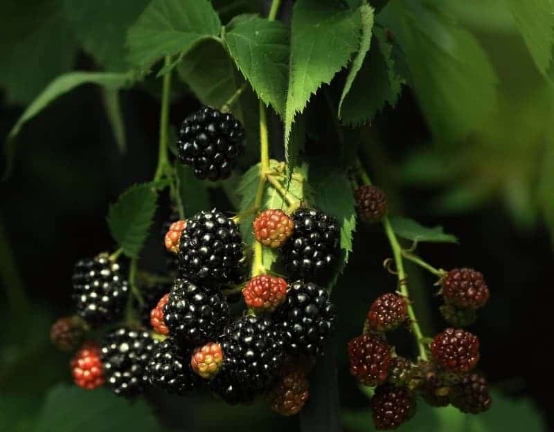  Blackberries