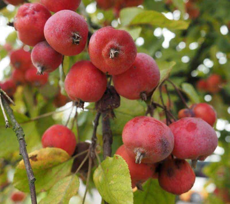 fruit to forage crab apples