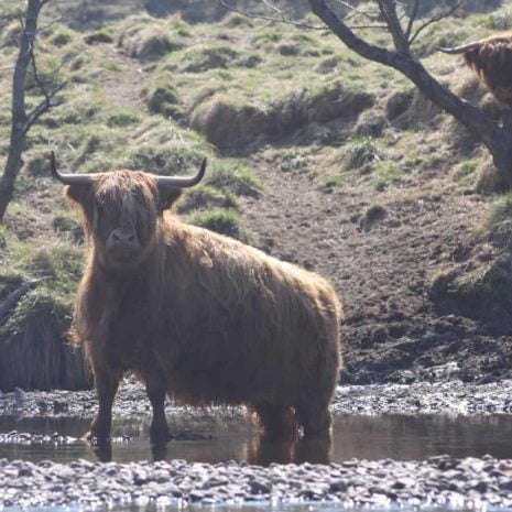 IMG_9334 River Spey Canoe
