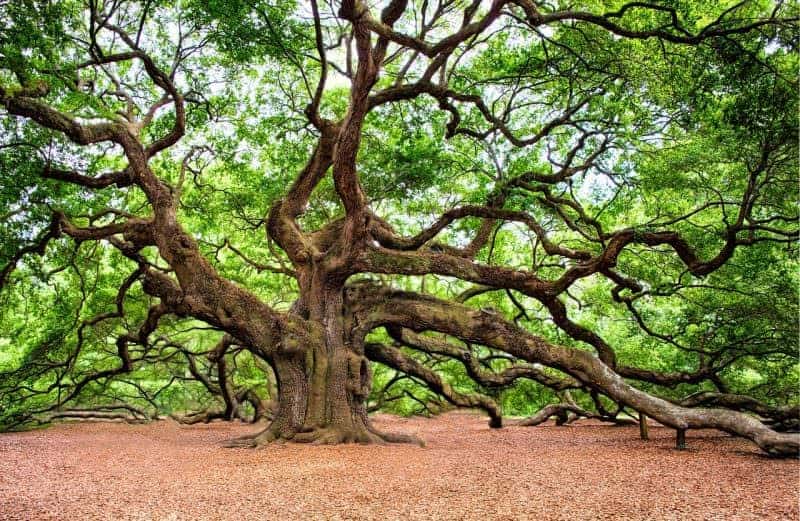 Oak Tree