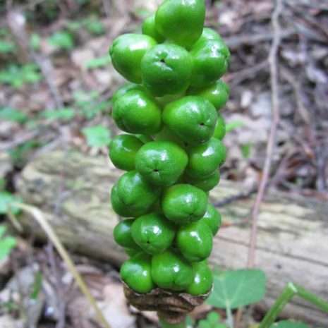 Lords and Ladies (Arum maculatum) know your bushcraft plants