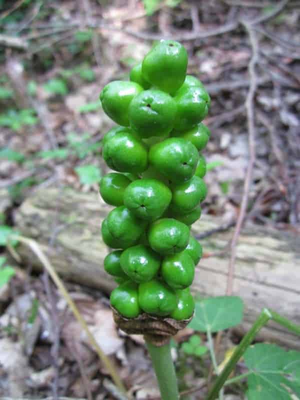 Lords and Ladies (Arum maculatum) know your bushcraft plants