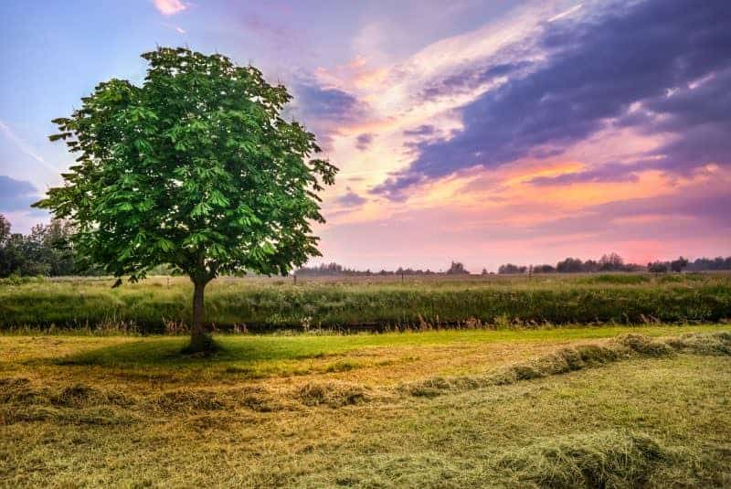 Chestnut tree