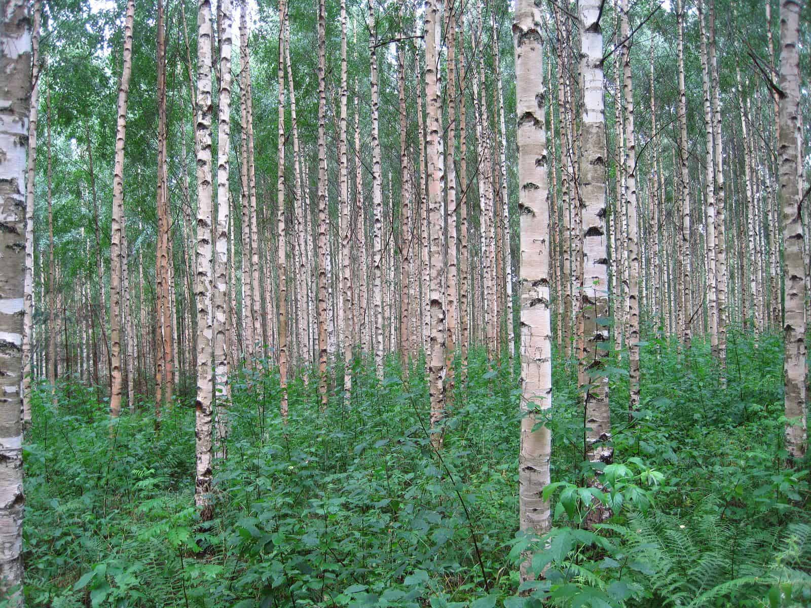 Trees for bushcraft Silver Birch