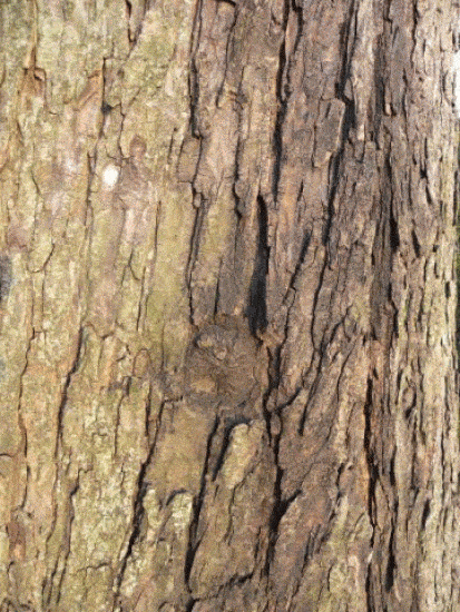 Horse chestnut bark identifying trees in winter