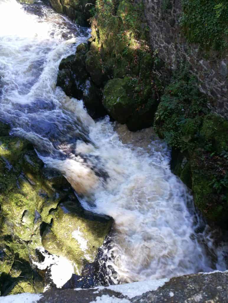 Drinking water in the bush