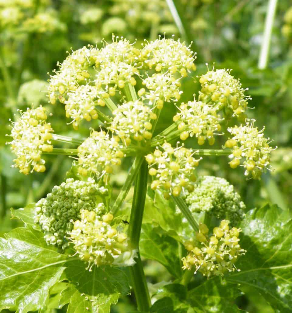Foraging and bushcraft in the UK the plant Alexanders (Smyrnium olusatrum)