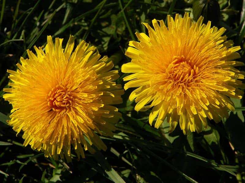 Dandelion (Taraxacum officinale)