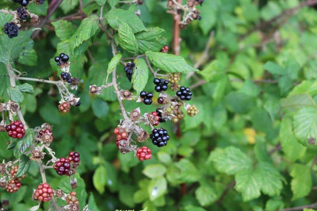 Foraging and bushcraft in the UK - only eat what you know is safe.