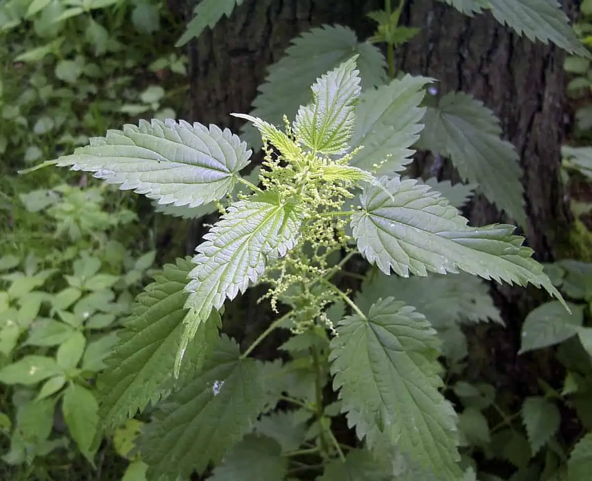 Make stinging nettle tea (Urtica dioica) wild bushcraft food in the UK
