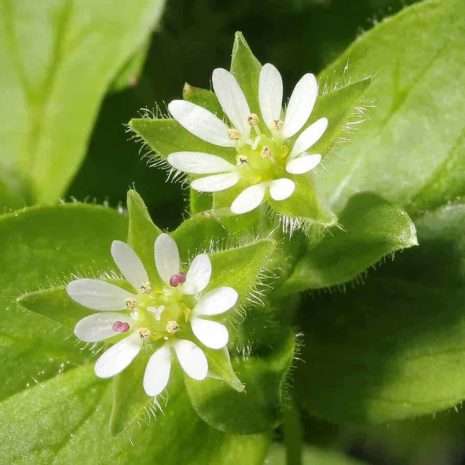 Chickweed (Stellaria media) Foraging in the spring