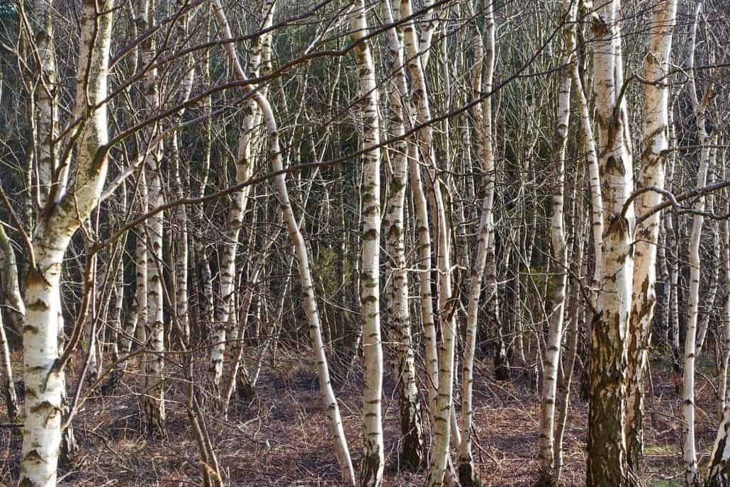 Silver Birch Bark trees
