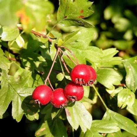 Fruit to forage - Hawthorn Berries