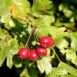 Fruit to forage - Hawthorn Berries