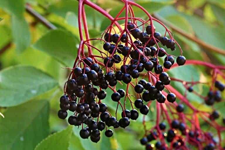 Fruits to forage - Elderberries