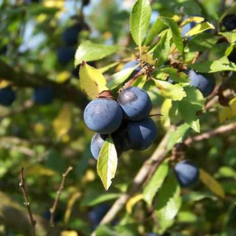 sloes-317374_1920 Fruits to forage - sloes