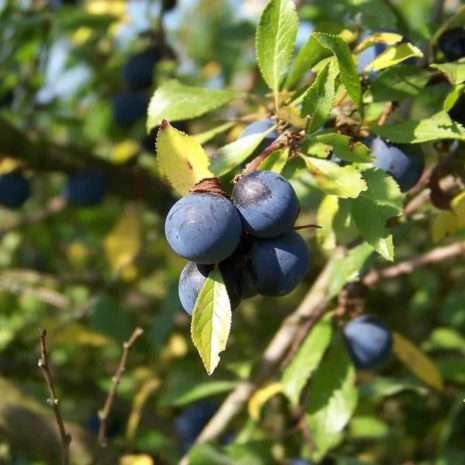 Fruits to forage - sloes