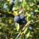 Fruits to forage - sloes