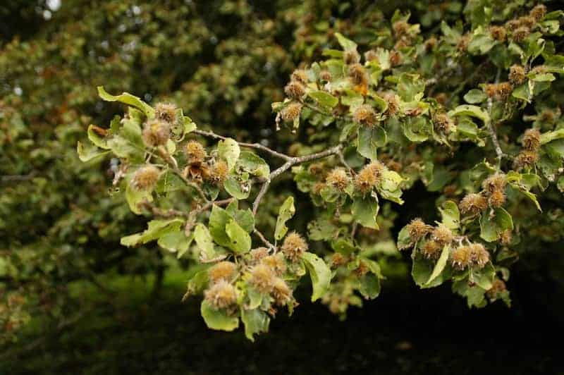 edible nuts