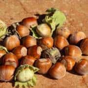 foraged hazelnuts