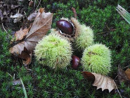 foraging nuts