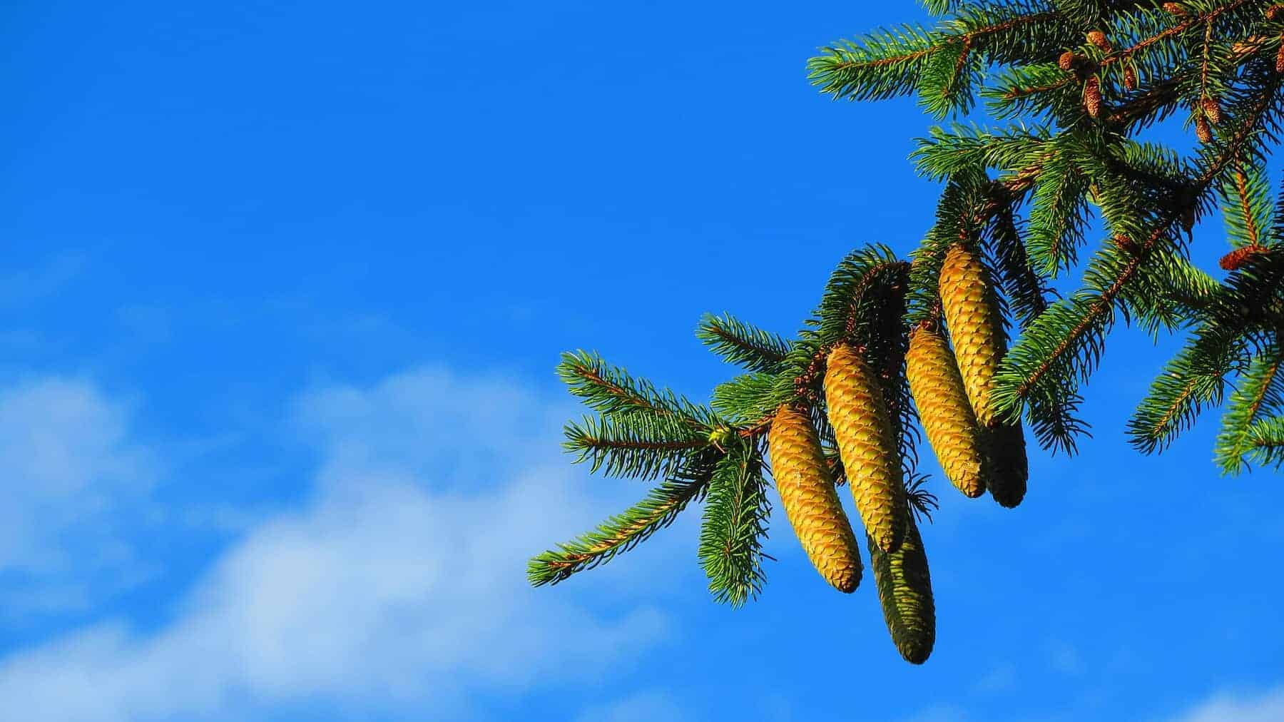 Norway Spruce Cones