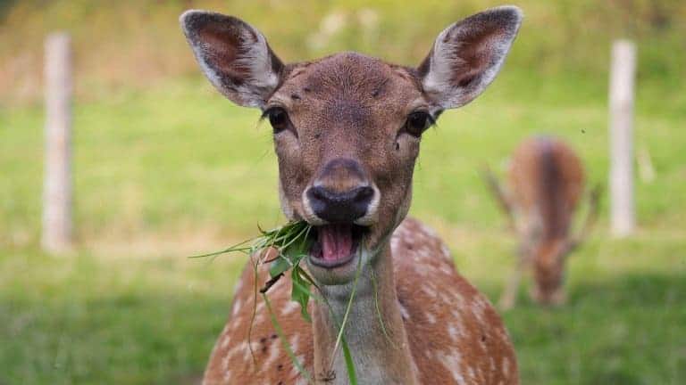 deer chewing the cud