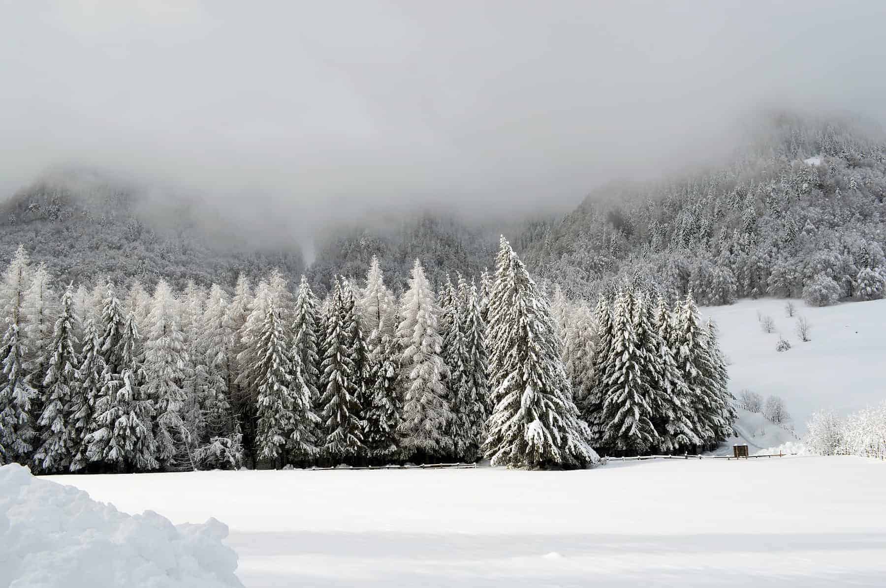 Norway Spruce