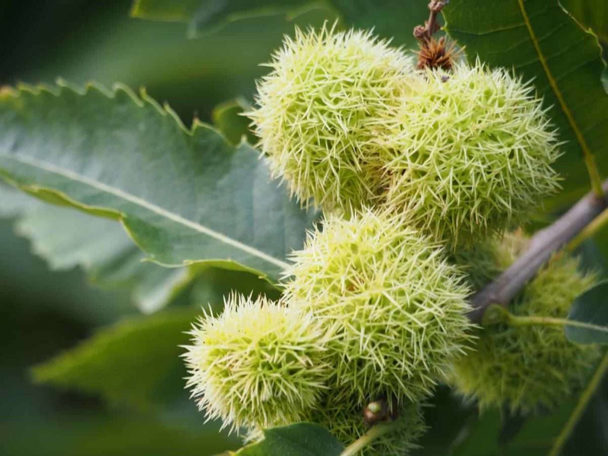 Sweet Chestnut (Castanea sativa) Wildway Bushcraft