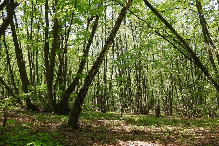 Coppicing woodland