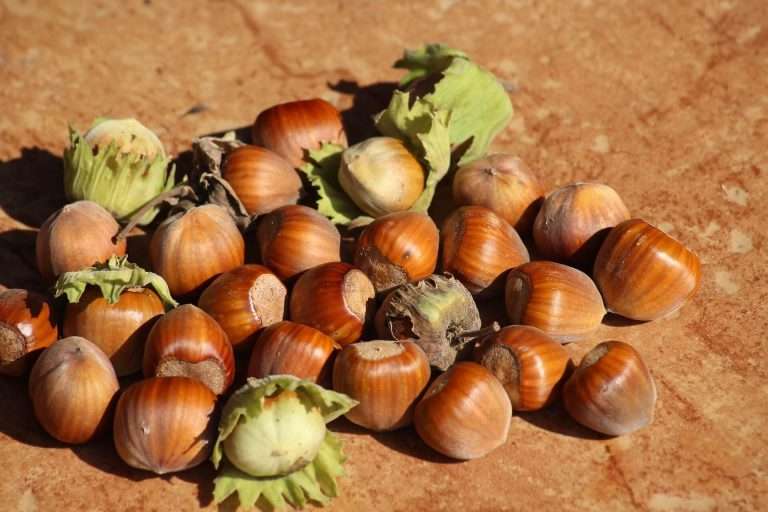 Hazel (Corylus avellana) Hazelnuts