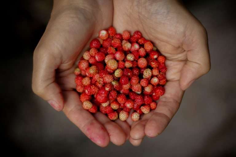 Foraging In Summer