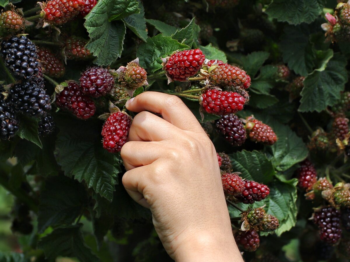 Foraging Course