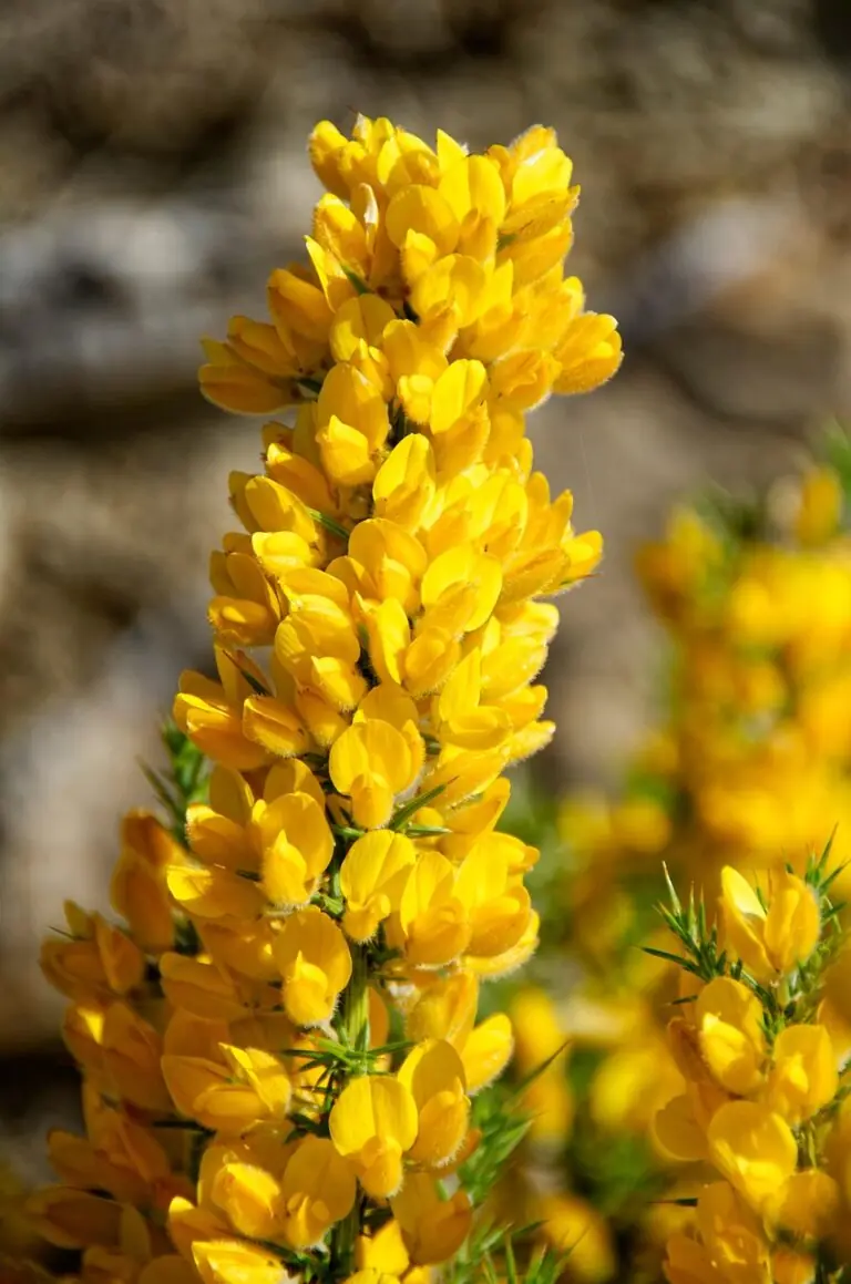 Gorse Foraging Recipes